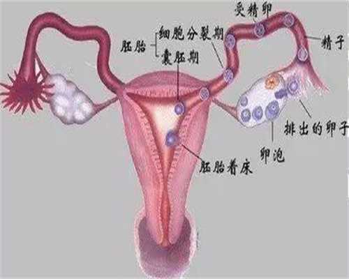 广州专业代孕,吉尼斯世界之最第一个中途吐血身