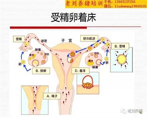 代孕产子的经历-广州代孕成功率多高_HIV、子宫肌瘤、内膜薄……这些问题能做