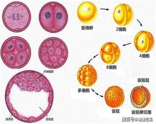 有没代孕的呀-广州借腹生子生殖中心选性别_枣庄妇幼试管成功率该怎么提升？