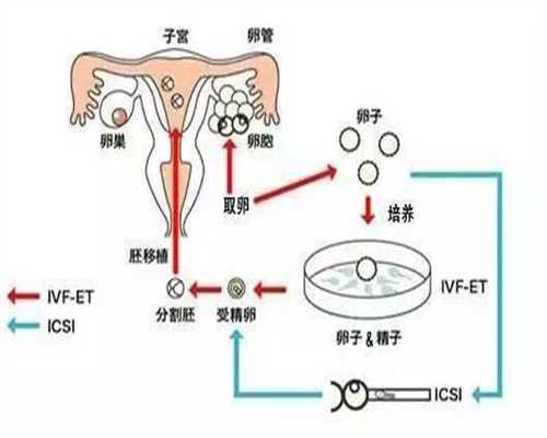 广州代孕妈妈-做试管婴儿代孕_秋季如何备孕，为泰国试管婴儿加分？